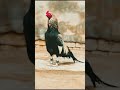 java mushki pure mianwali aseelmurga rooster birds breeder 50kviwes 1000subscribe 100 aseel