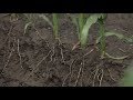 Taking Control with Subsurface Drip Irrigation