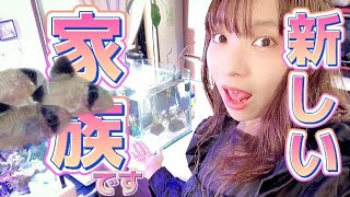 【ご報告】家族が増えました！コリドラス飼います！【みんアク】【アクアリウム】