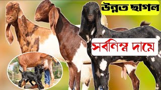 সর্বনিম্ন পাইকারী দামে সুপার কোয়ালিটি খামার উপযোগী ছাগল কিনুন নাটোর | উন্নত জাতের টপ কোয়ালিটি ছাগল