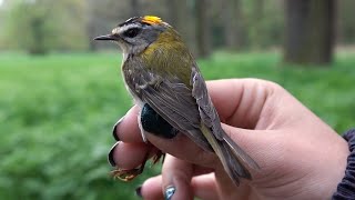 Common firecrest (Regulus ignicapilla) birds close up