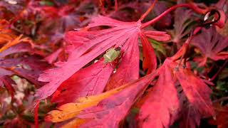 Green Shield Bug - UK