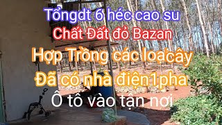 Cần nhượng lại dt 6 héc cao su đã có nhà ở điện1pha nước giếng+ suối lô đất giáp ranh với chư prong