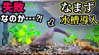 ナマズの引っ越し！人間の思い通りに動くのか…？