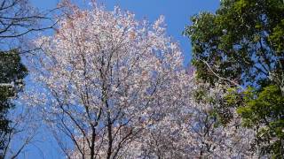 2017.04.04.蓮華院誕生寺奥之院.柴燈大護摩道場脇の山桜