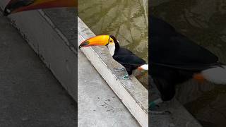 オニオオハシ　エサをくれる人はどこ？　【掛川花鳥園】Toco toucan Kakegawa Garden