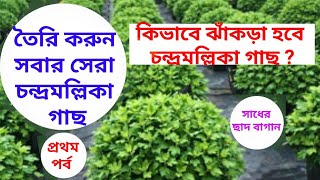 চন্দ্রমল্লিকা ফুল গাছ ঝাঁকড়া ও সুন্দর কিভাবে বানাবেন? How to prepare busy \u0026 good Chrysanthemum plant