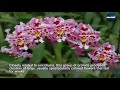 top 10 easy to grow orchids orchid care for beginners