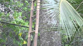 Harvesting Cananga Flowers