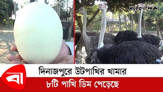 দিনাজপুরে উটপাখির খামারে ৮টি পাখি ডিম পেড়েছে  - The Ostics Bird - @ProtidinerBangladesh