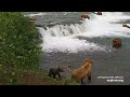 bears falling off brooks falls best of bear cam