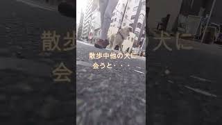 大型犬が散歩中他の犬に遭遇すると！ #shorts