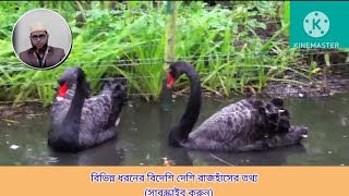 Aysha Zafrin বিভিন্ন ধরনের বিদেশি দেশি রাজহাঁসের তথ্য