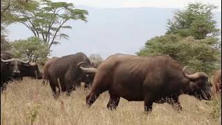 Safari inoubliable au Kenya | Explorez la faune et les paysages pittoresques 🦁🐘