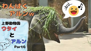 上野動物園アジアゾウ親子の日常Part6(Ueno Zoo Asian Elephant Family Daily Life Part6)