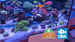 New Reef Tank Corals from ORA and AlgaeBarn 2022!