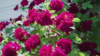 PFH Back Gardens Tour