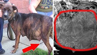A pregnant dog refused to give birth but look at her now!
