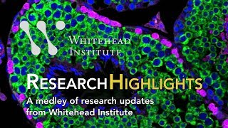 Spring 2019 Research Highlights from Whitehead Institute