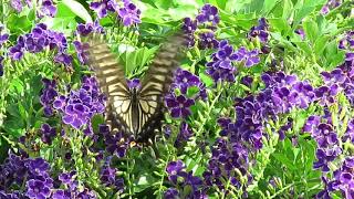 ナミアゲハとデュランタの花