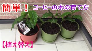 簡単！コーヒーの木の育て方【植え替え】