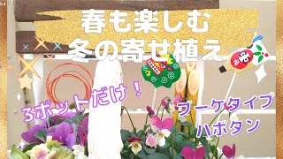 【ガーデニングおしゃれ庭】お正月寄せ植え　３ポットで完成　和洋ok　冬〜春まで　おしゃれなガーデニング雑貨　初心者さんも必見　お庭の雰囲気がかわる！