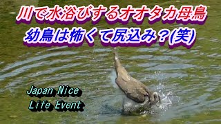 オオタカが川で水浴び　幼鳥は真似できず(笑)　 Goshawk mother bathes in the river, but her child cannot do it  2022年7月1日撮影