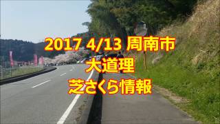 2017 4/13 山口県周南市大道理地区　芝さくら見てきました