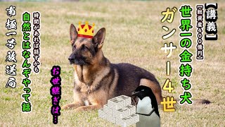 南極一号放送局 【講義】世界一の金持ち犬「ガンサー4世」　お世継ぎは？　自然てなんぞやって話