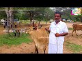 செவலை நிறை மாத சினை மயிலை பசுவும் இருக்கு palayakottai santhai cattlefarms makkaljunction