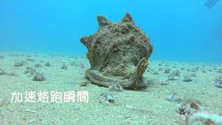 【海洋生物＆海洋科普】墾丁後壁湖扁仙壺海膽大遷徙