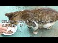 障害を負っても生きることを諦めなかった半野良猫カンベエ