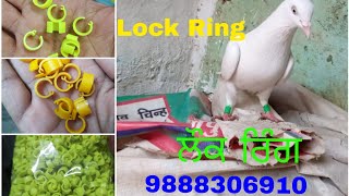 Lock Ring For pigeon..9888306910