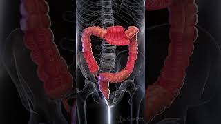 🌟 The Large Intestine: A Marvel of Digestion 🌟 #anatomy