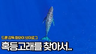 하와이 드론 촬영!! 고래를 찾아서!(Dronevideograpger vlog with  Humpback whale in Hawaii)