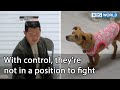 With control, they're not in a position to fight(Dogs are incredible EP.114-9) | KBS WORLD TV 220322