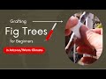 Fig/Fruit Tree Grafting (saddle, rind & cleft)