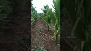 Areca nut garden farming | #farmers #village #villagelife #trees #saveforest #garden #beauty #viral