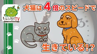 【犬猫は4倍のスピードで生きている⁉︎】りんごの樹動物病院