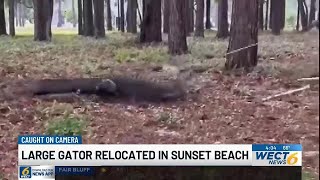 Sunset Beach police remove 400-pound alligator from street