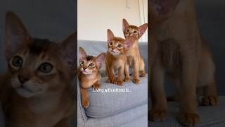 😱 Could you handle it?! Abyssinian kittens - they are everywhere all at once 😂 #abyssinian #kitten