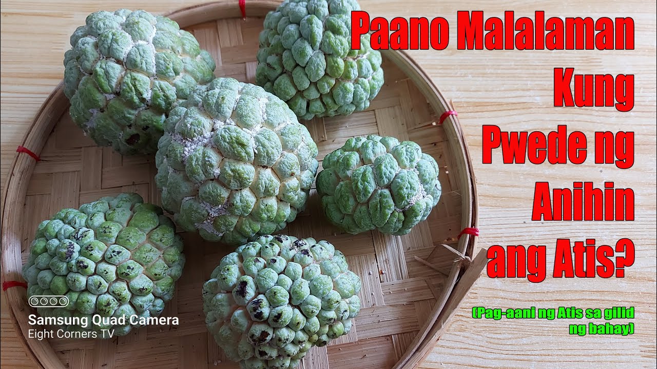 Paano Malalaman Kung Pwede Ng Anihin Ang Atis? (When To Harvest Atis ...