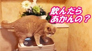 トイレの水を器用に飲む猫だいず😉