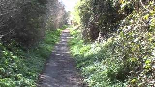 roseslane.wmv