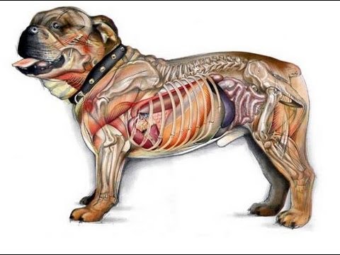 Anatomía Animal Clase 01 Introducción Youtube