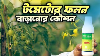 টমেটোর ফলন বাড়ানোর কৌশল - Agriculture Idea