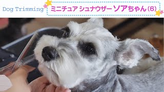 [Grooming video] Miniature Schnauzer Sowa (6 years old)