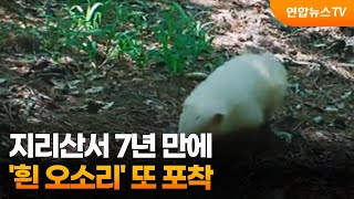 지리산서 7년 만에 '흰 오소리' 또 포착 / 연합뉴스TV (YonhapnewsTV)