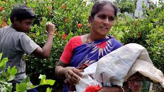 Flower cultivation (Tamil)