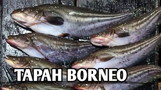 MANCING IKAN TAPAH UMPAN CACING BESAR // ALHAMDULILLAH .....